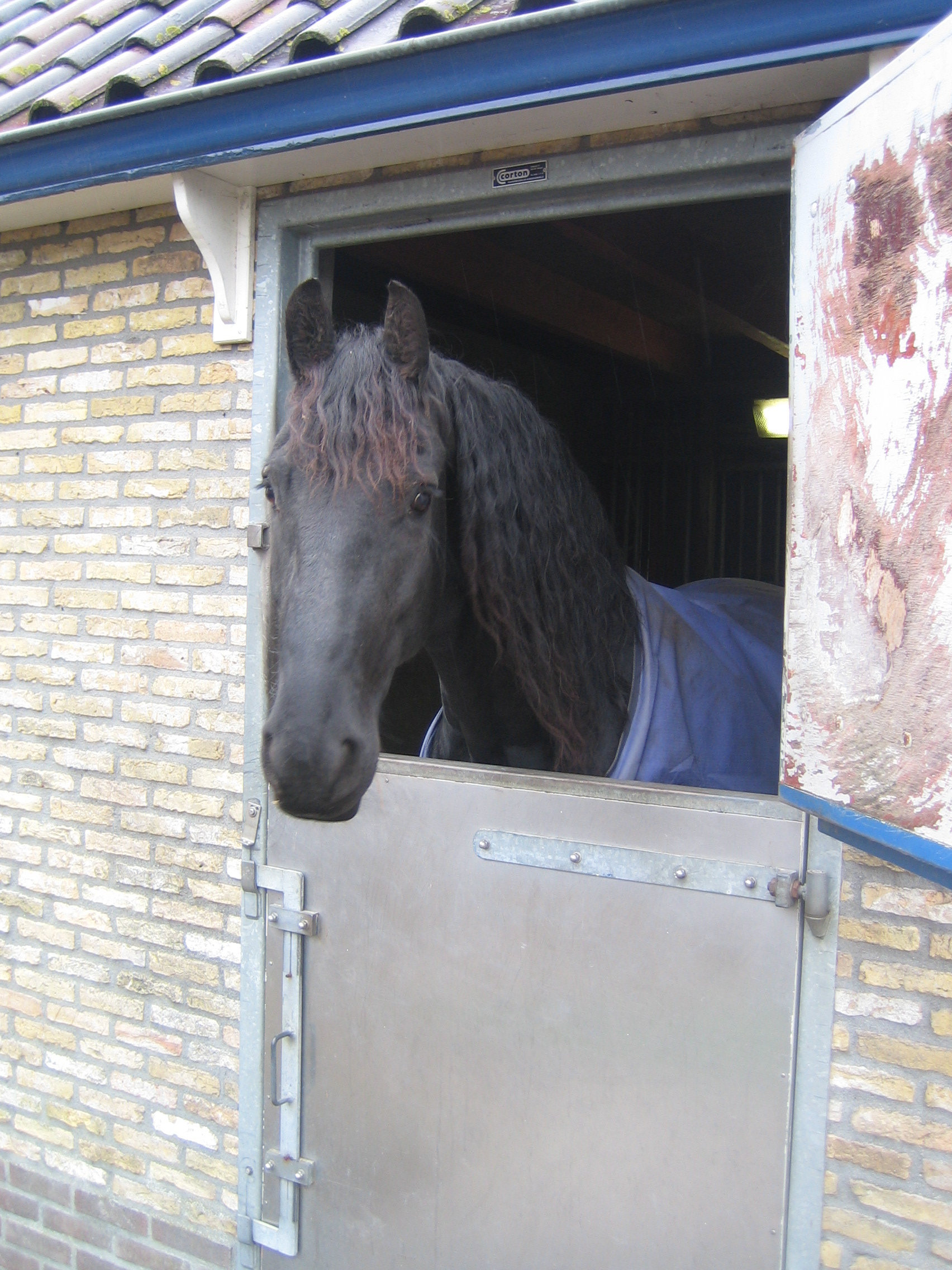 Fries paard Bouwservice Veenwouden